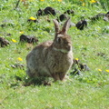 25-Rabbit.jpg