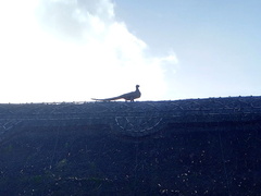 Thatched peacock