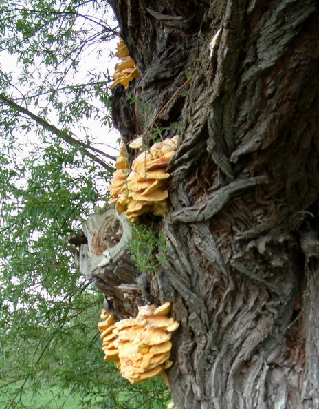 14-Fungi.jpg