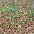 Snowdrops and Daffodils