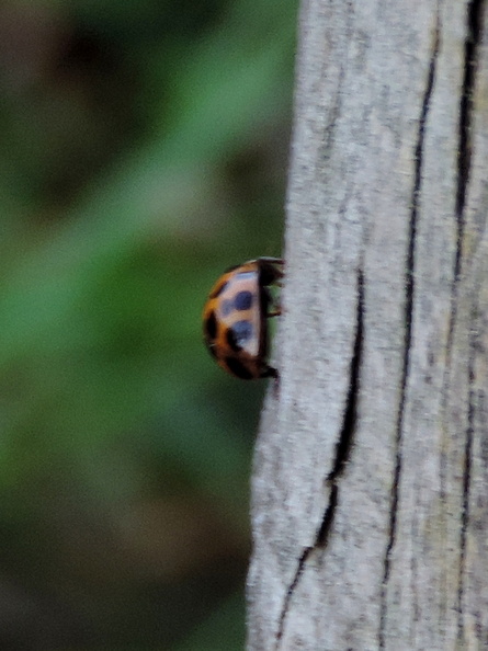 13-Ladybird.jpg