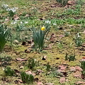 32-Daffodil.jpg