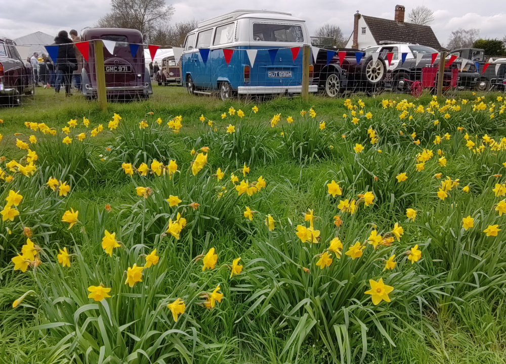 Daffodils and cars