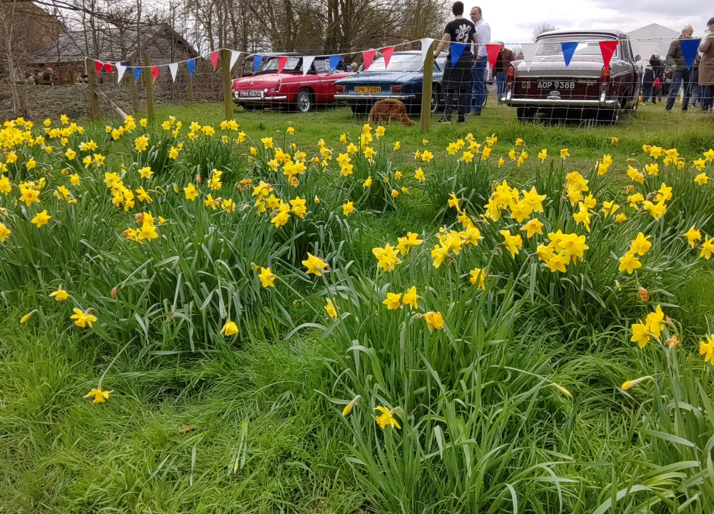 Daffodils and cars