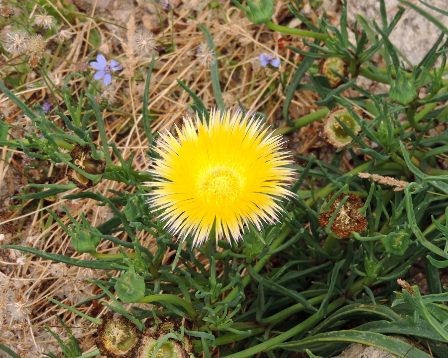 Yellow flower