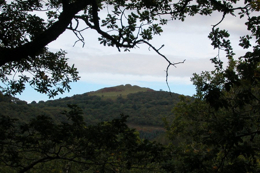 Peak through trees