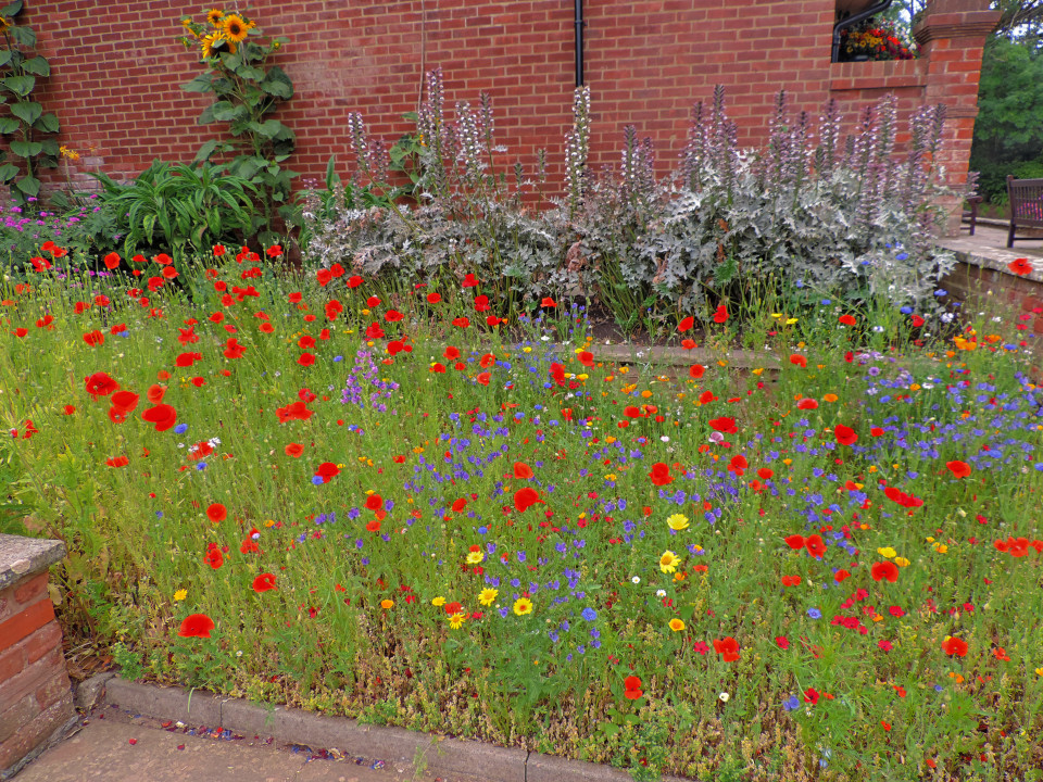 Wild garden