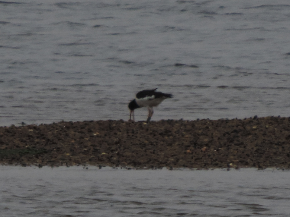 Oyster Catcher