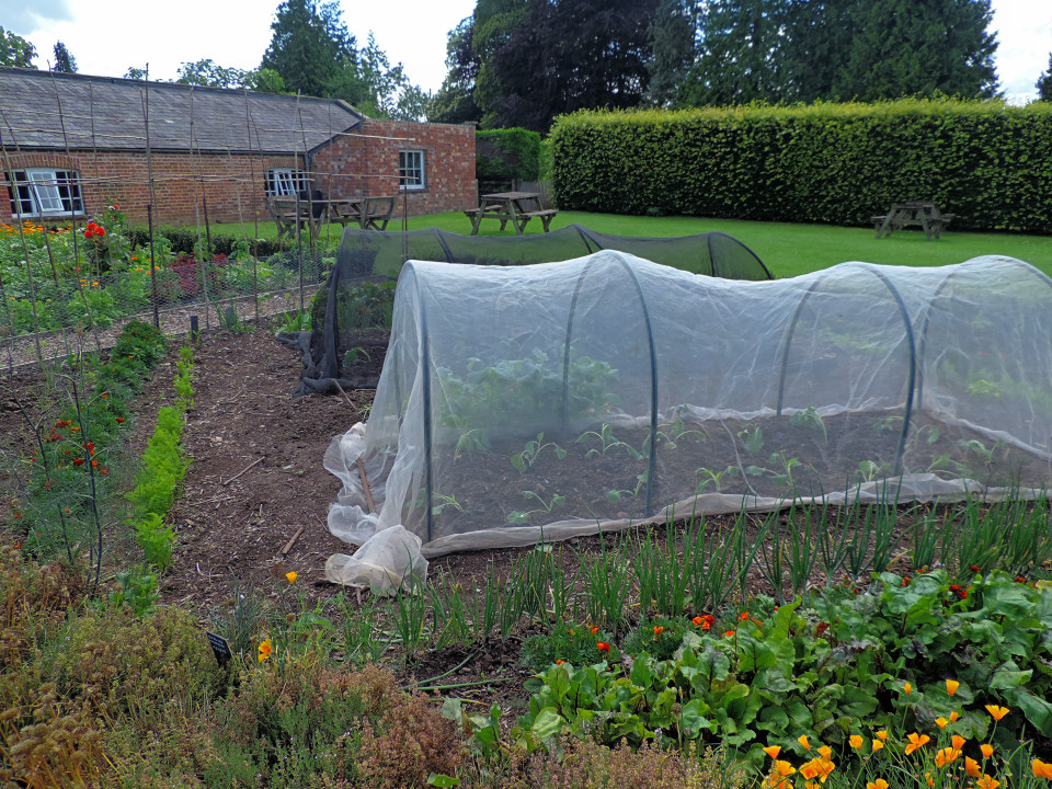 Kitchen garden