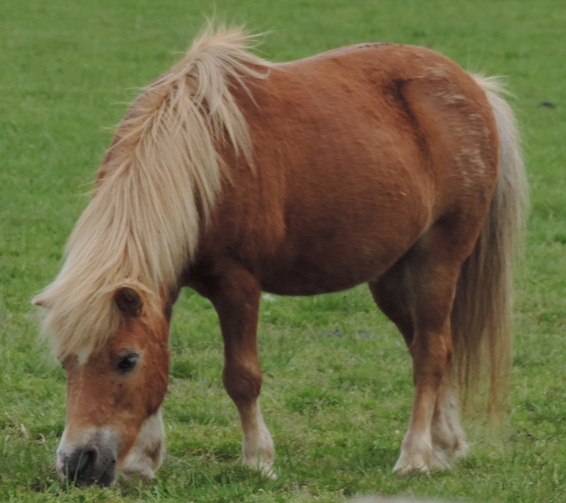 Pony