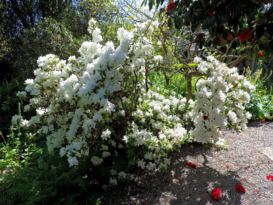 White flowers