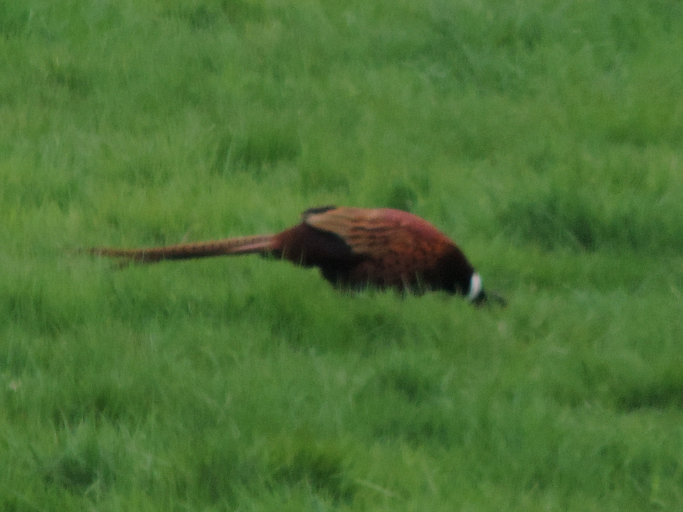 Pheasant