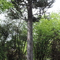 33-Tree