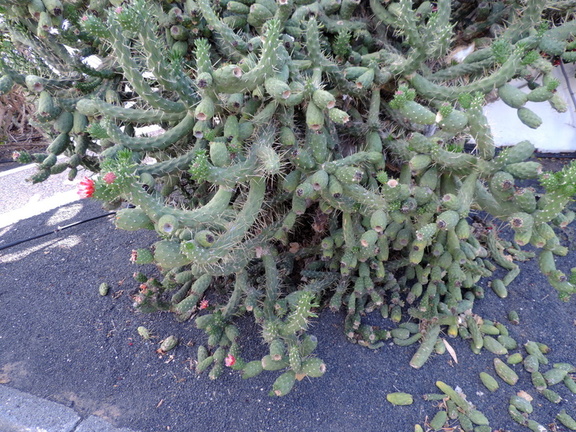 Fruiting cactus