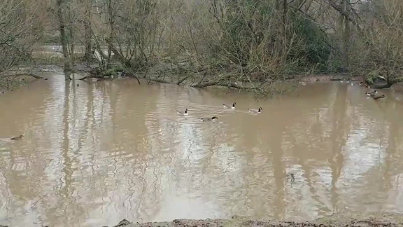 Ducks and geese