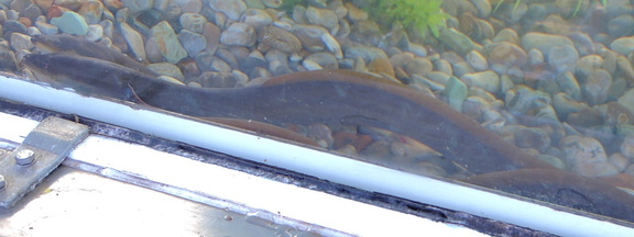 Eels