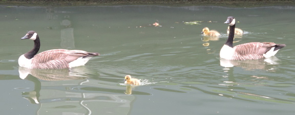 Geese