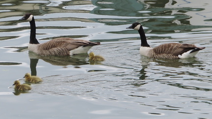 Geese