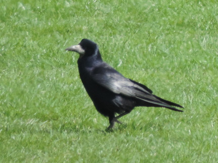 Crow