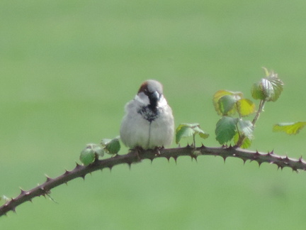 Bird