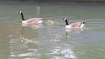 Geese