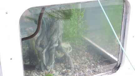 Eels