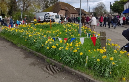 Daffodils