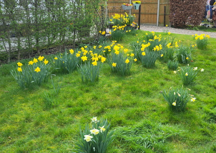 Daffodils