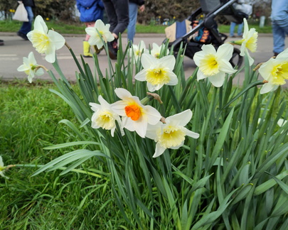 Daffodils
