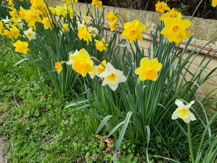 Daffodils