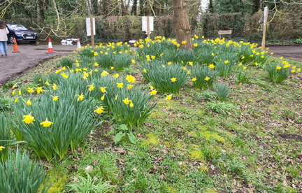 Daffodils