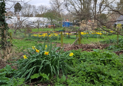 Daffodils