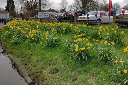 Daffodils and cars