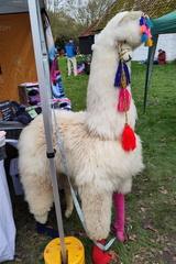 Alpaca
