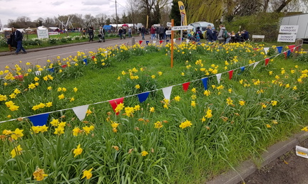 Daffodils