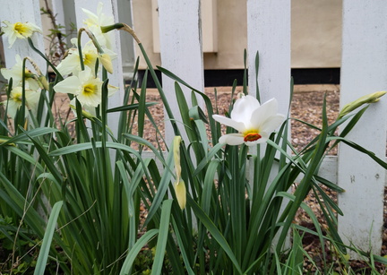 Daffodils