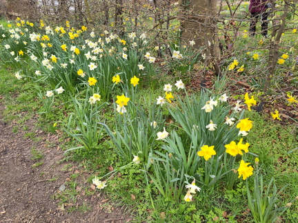 Daffodils