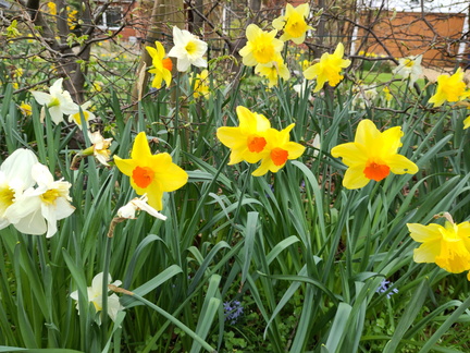 Daffodils