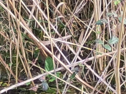 Water vole