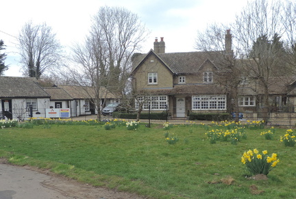 Daffodils