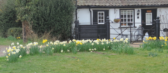 Daffodils