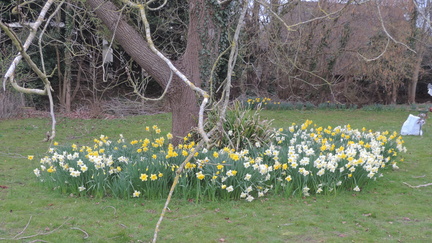 Daffodils