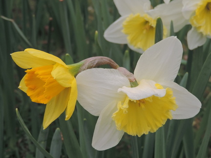 Daffodils