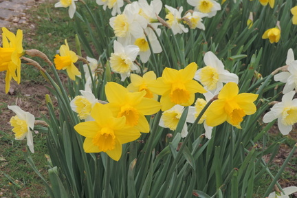Daffodils