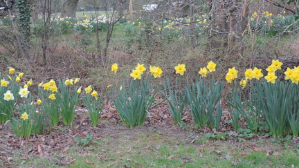 Daffodils
