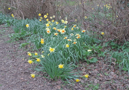 Daffodils