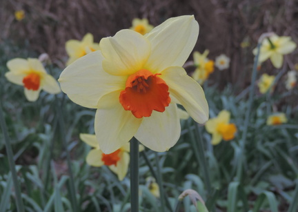 Daffodil