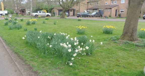 Daffodils