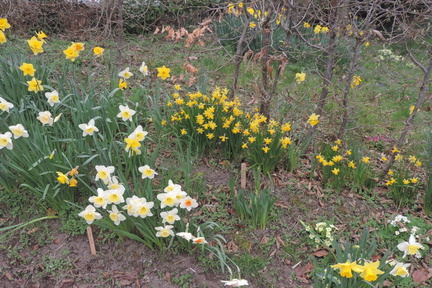 Daffodils