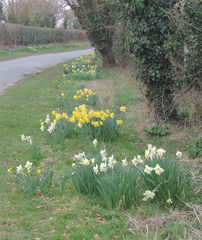 Verges